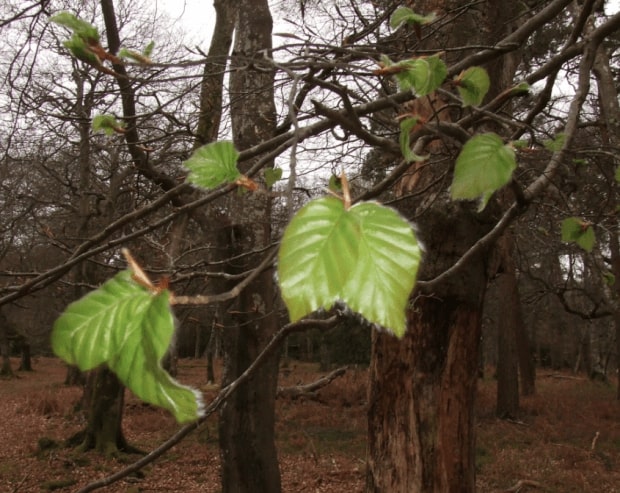 Young-beech-leaves