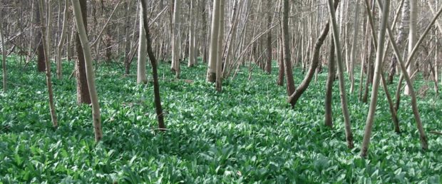 Wild Garlic