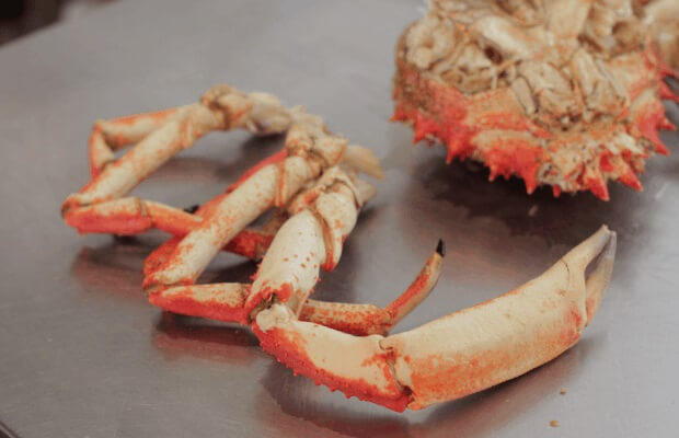 Removed legs of Spider Crab