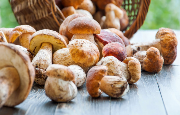 Porcini mushrooms climate change