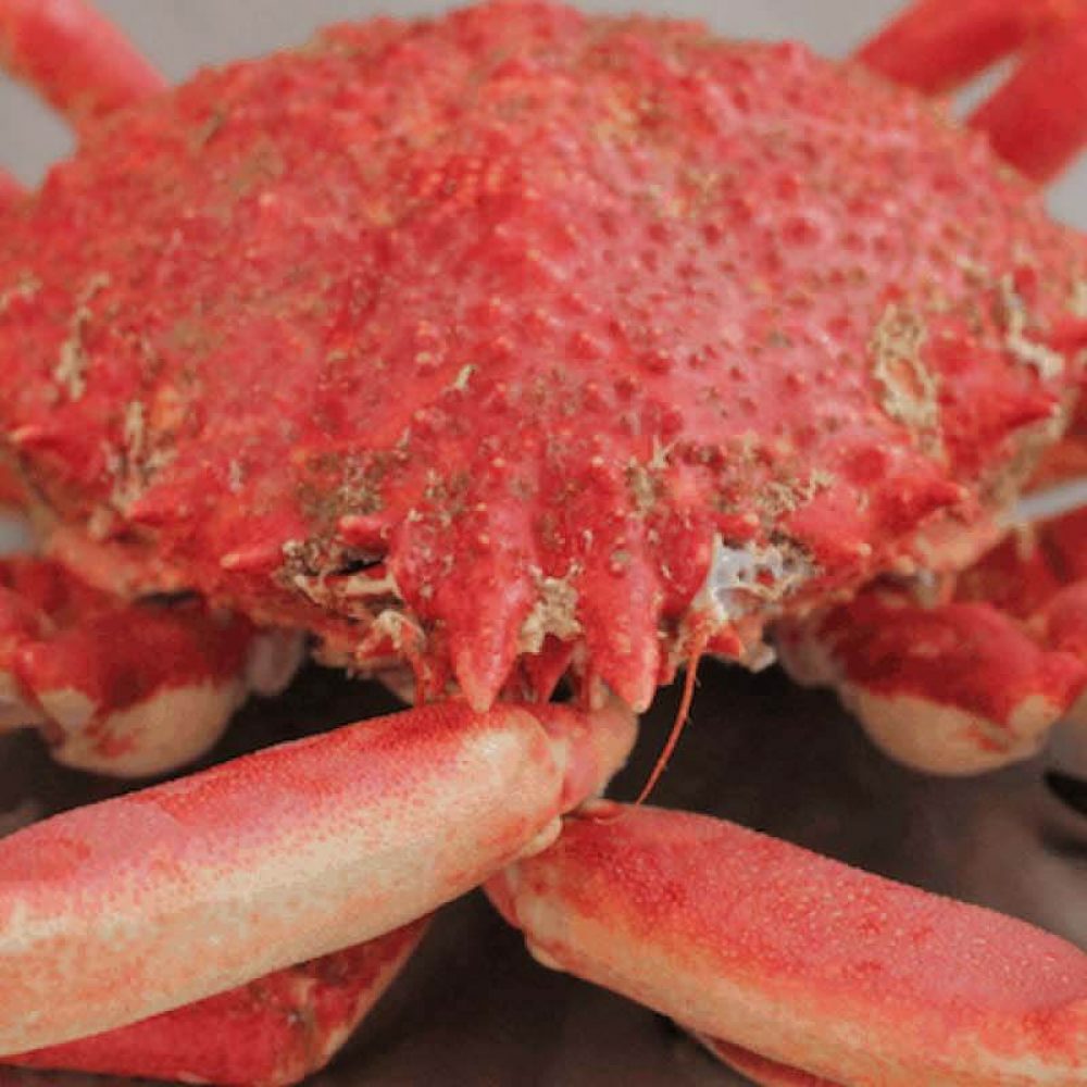 cook and prepare a spider crab