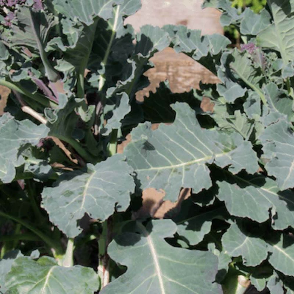 Purple sprouting broccoli